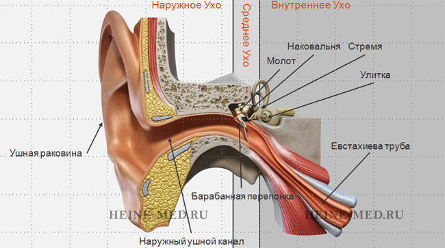 Обследование уха